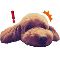 brown and white wankos