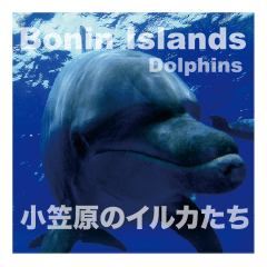 Bonin island dolphins sticker