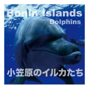 Bonin island dolphins sticker