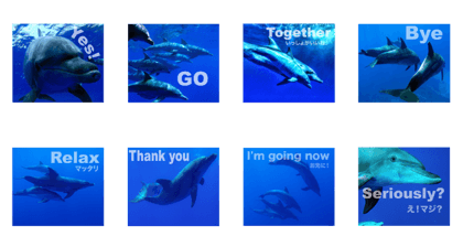 Bonin island dolphins sticker