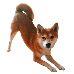 Shiba Inu Chobi. Everyday edition