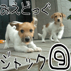 MIEDOG Jack Russell terrier sticker 9