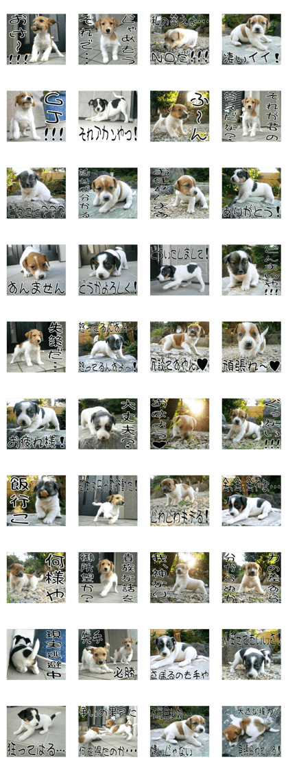 MIEDOG Jack Russell terrier sticker 9