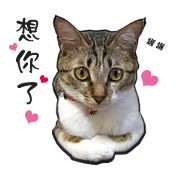 Cute cat na