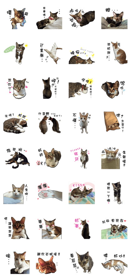Cute cat na