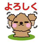 One day of Toy Poodle's cue