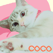 Coco of the Siam mixture