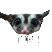 sugarglider