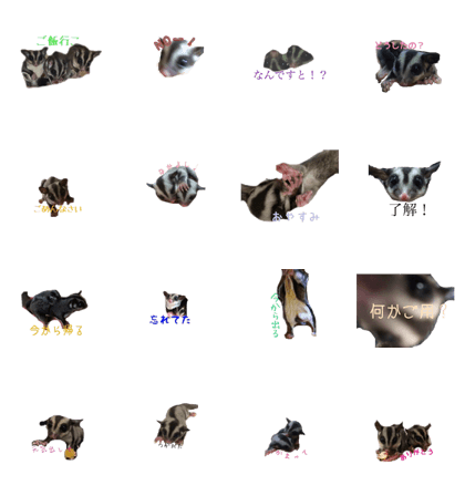 sugarglider