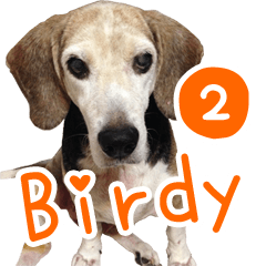 Bridy the Beagle 2