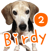 Bridy2-A murmuring old person