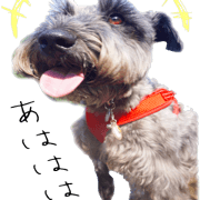 Miniature Schnauzers Musashi