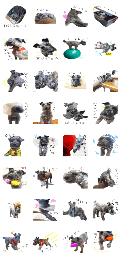 Miniature Schnauzers Musashi