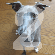 Sign Dog Ral 2