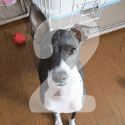 Sub Sign Dog Fia 2