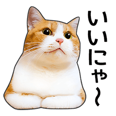 明るい茶白猫 Line スタンプ Line Store 明るい茶白猫 Line スタンプ Line Store