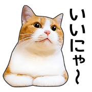 Happy orange and white tabby cats