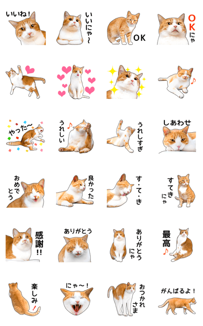Happy orange and white tabby cats
