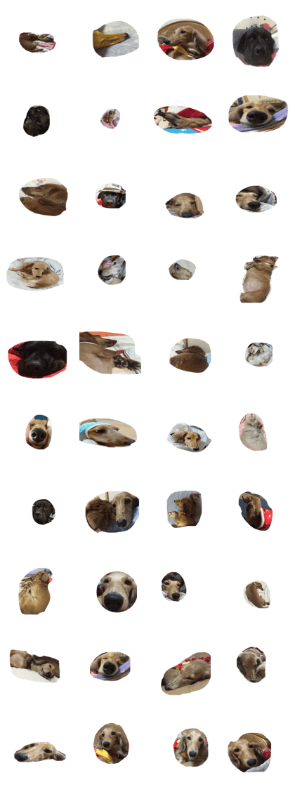 dogs cute