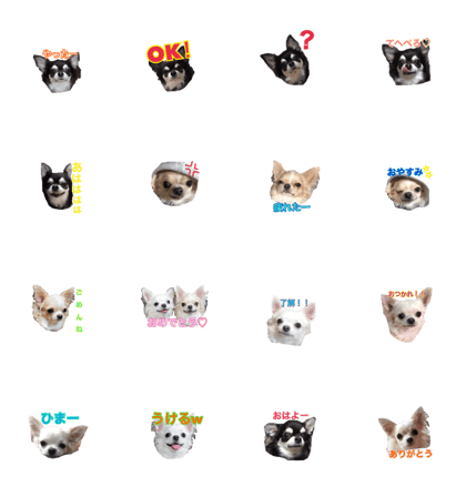 Sticker of a chihuahua
