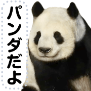 Everyday life of the panda