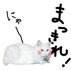 白い猫のマツ