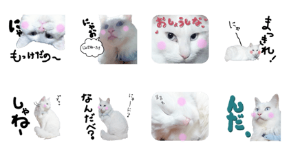 A white cat's Matsu