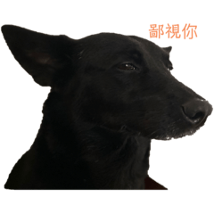 專屬豆豆貼圖