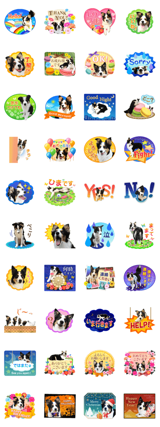 カラフル ボーダーコリー写真スタンプ Lineクリエイターズスタンプ Stamplist カラフル ボーダーコリー写真スタンプ Lineクリエイターズスタンプ Stamplist