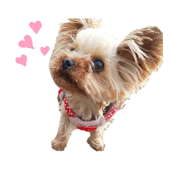 SUAMA_my sweet dog