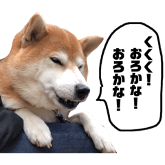 柴犬の五郎4