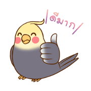 Chubby cockatiel THAI