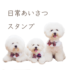 3 bichonfrise