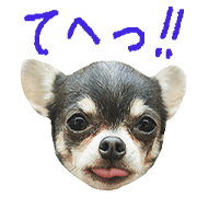 chihuahua's AKUBI