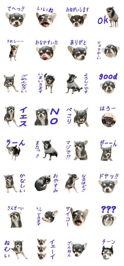 chihuahua's AKUBI