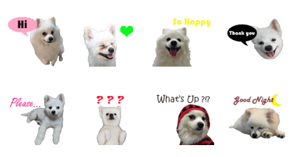 ShiroDog