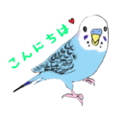 Colorful budgies