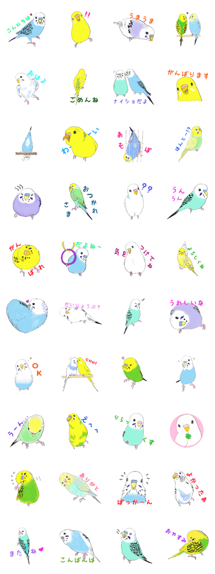 Colorful budgies