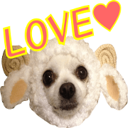 chihuahuaaaan4