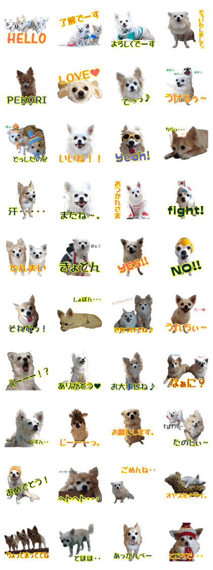 chihuahuaaaan4