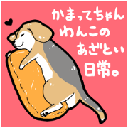 Everyday with cute dog