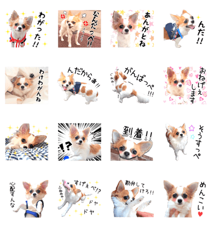 IWAKI CHIHUAHUA