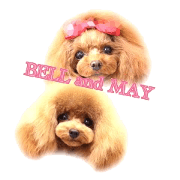 Little poodles BELL and MAY sisters!!!