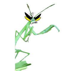 Doodle on the face of a mantis2-BIG