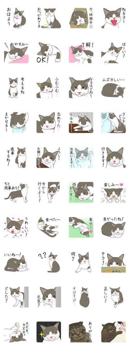 RUN the fluffy and cute cat