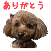 Pet dog Toy poodle