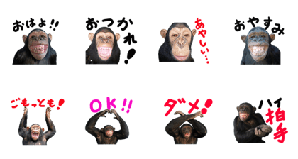 Chimpanzee Sticker5