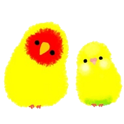 Love-bird PIPI 3