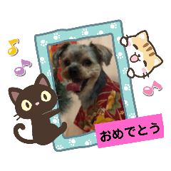 ヨーキーメイちゃんと愉快な仲間たち２