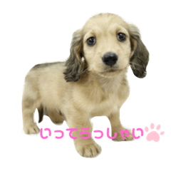 sherry_20201130212716